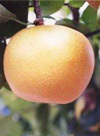 愛甘水