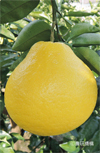 瑞季