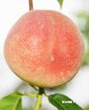 さくひめ