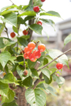 暖地桜桃