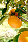 太雅