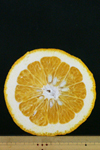 甘夏輪切